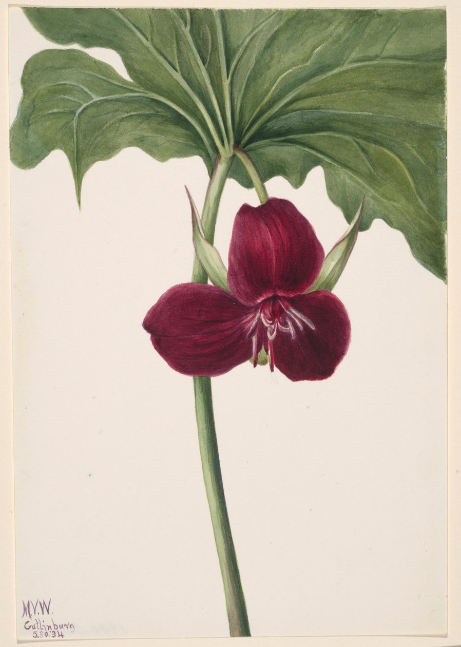 Trillium dulce (Trillium vasyi) de Mary Vaux Walcott