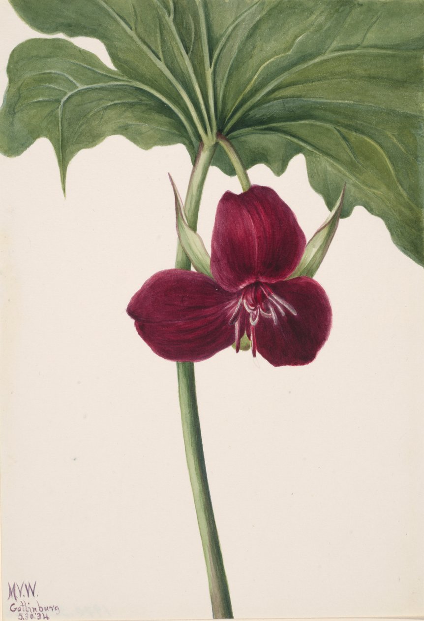 Trillium dulce Trillium vasyi, 1934 de Mary Vaux Walcott