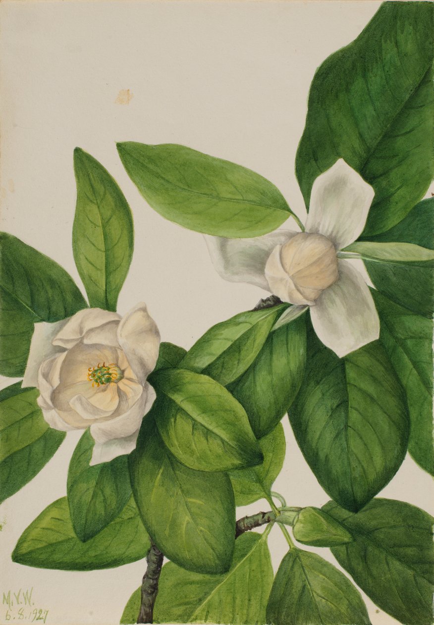 Magnolia virginiana (Magnolia virginiana) de Mary Vaux Walcott