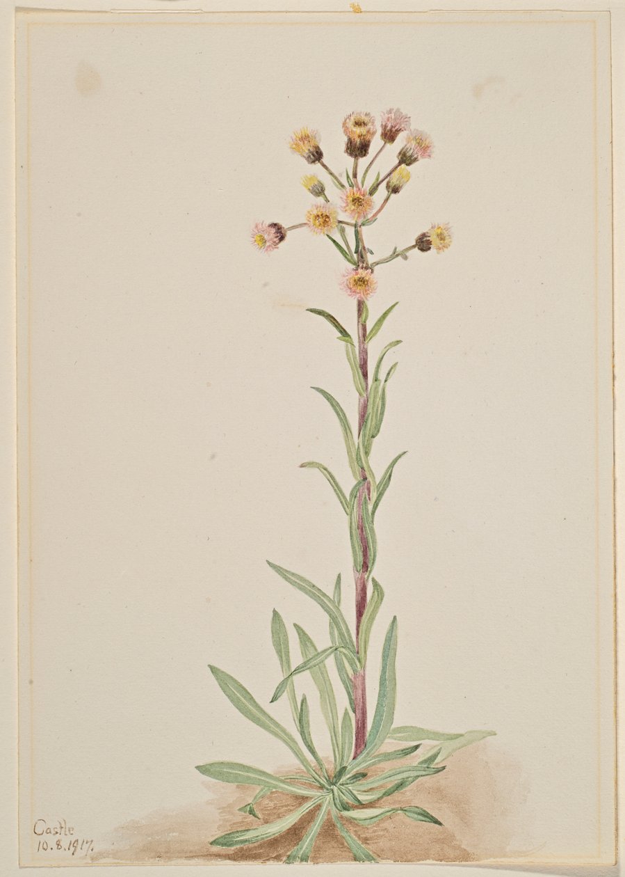 Florecilla alta (Erigeron acris) de Mary Vaux Walcott