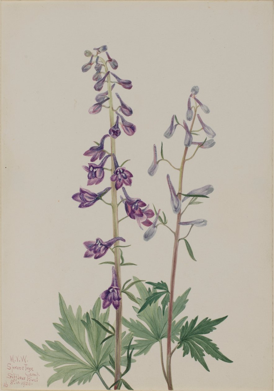 Espuela de caballero (Delphinium elongatum) de Mary Vaux Walcott