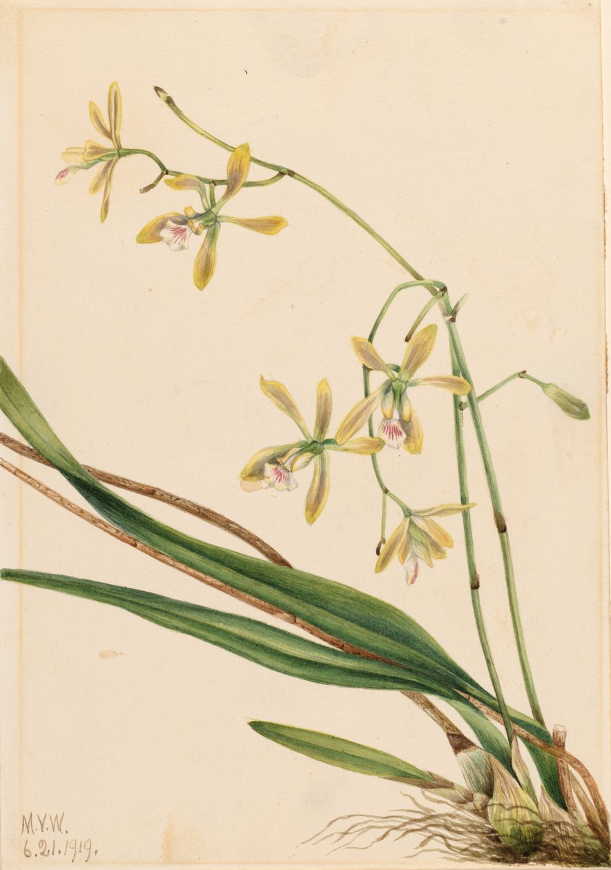 Epidendrum tampense (Epidendrum tampense) de Mary Vaux Walcott
