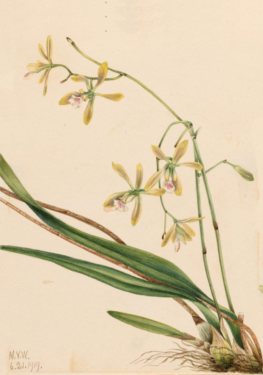 Epidendrum de Tampa, Epidendrum tampense, 1919 de Mary Vaux Walcott