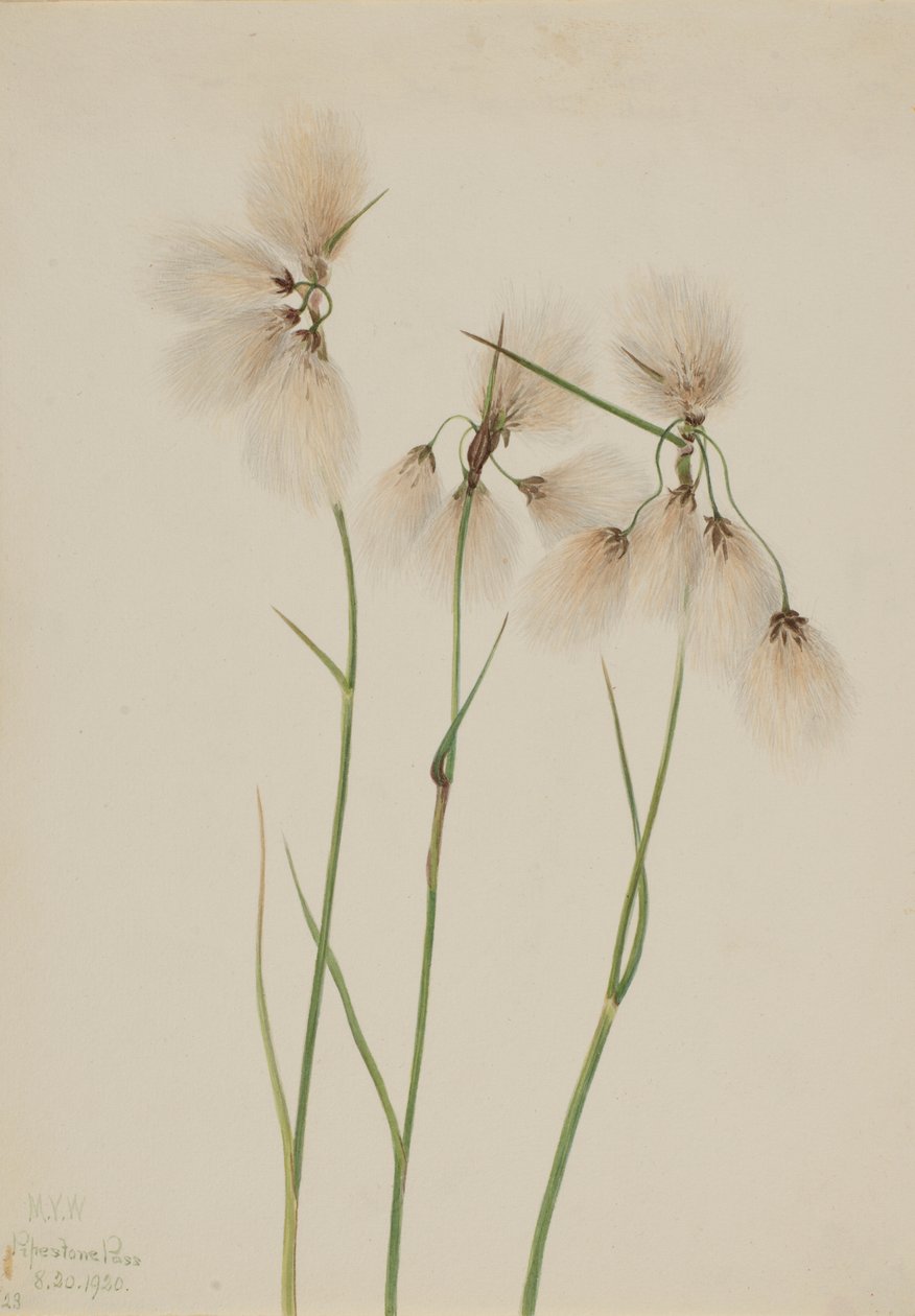 Algodoncillo de borla (Eriophorum angustifolium) de Mary Vaux Walcott