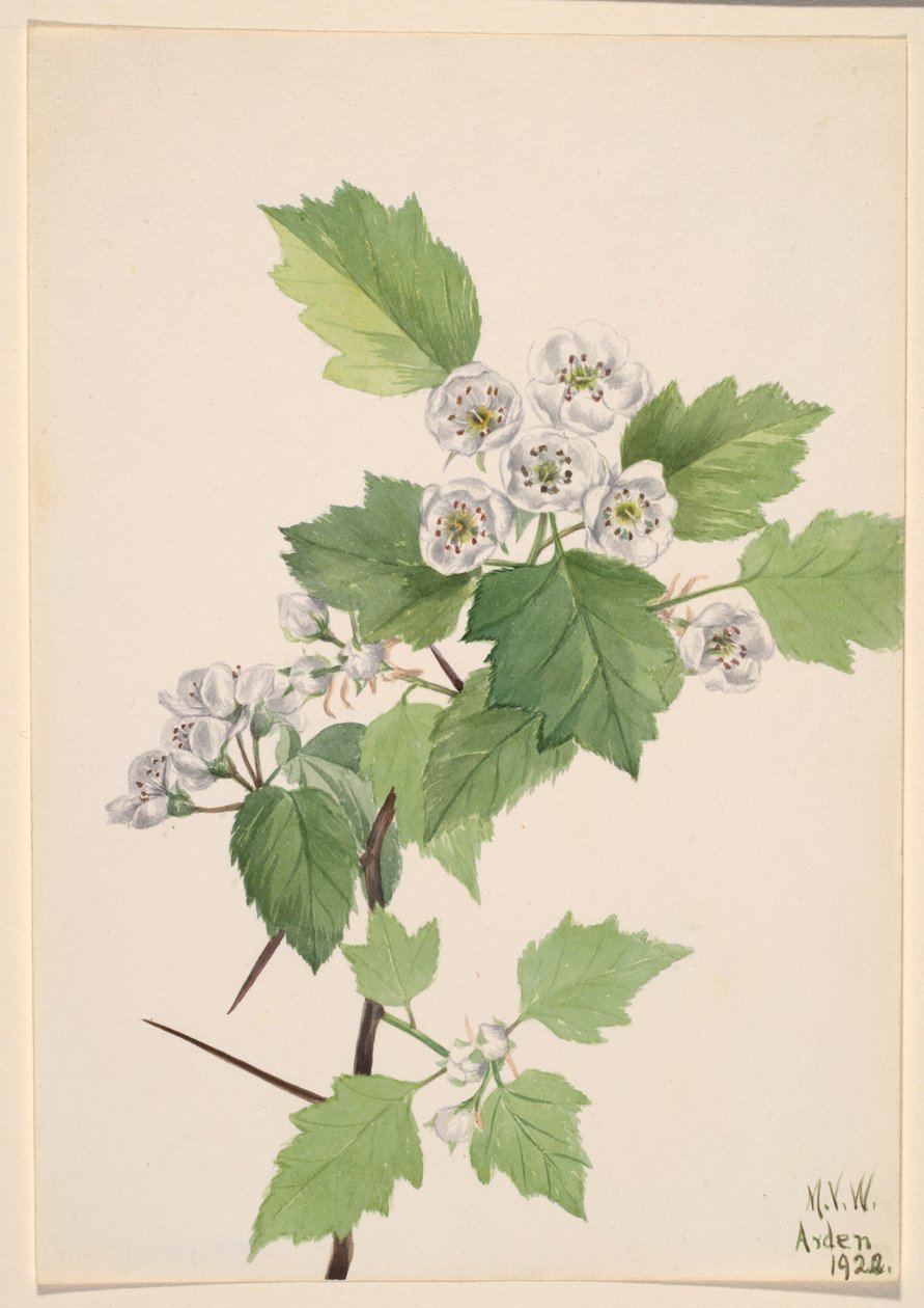 Espino blanco (Crataegus coccinea) de Mary Vaux Walcott