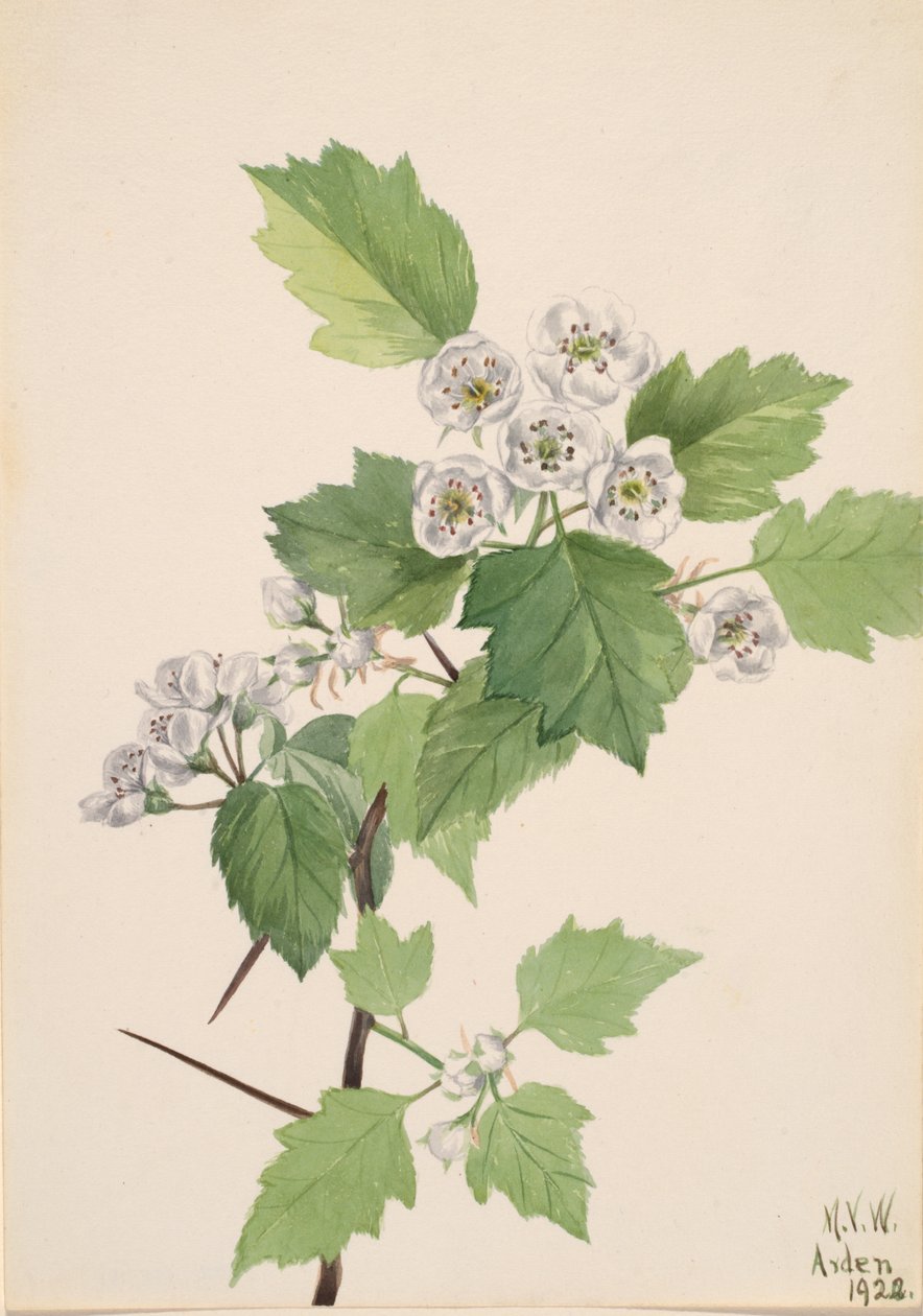 Espino matorral Crataegus coccinea, 1922 de Mary Vaux Walcott