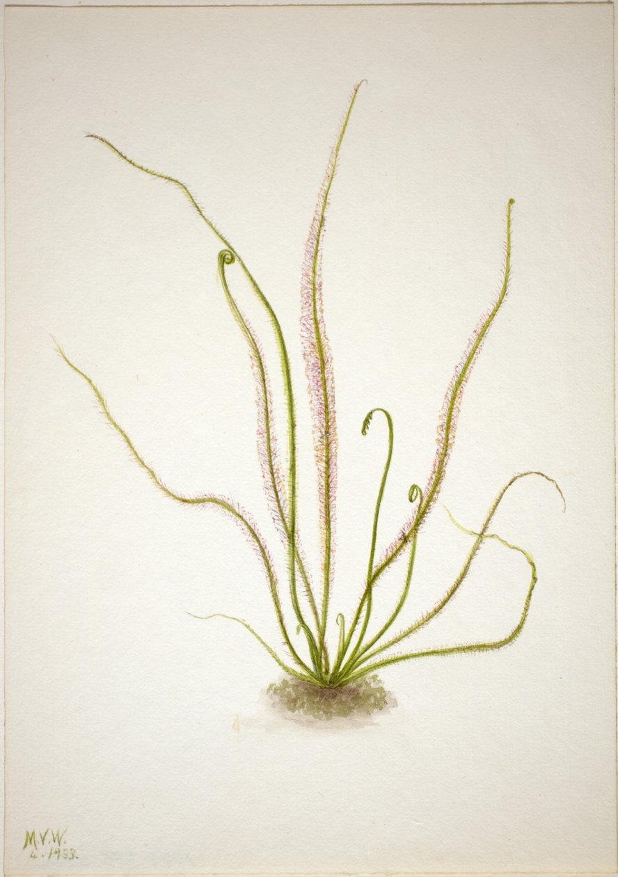 Drosera rotundifolia (Drosera rotundifolia) de Mary Vaux Walcott