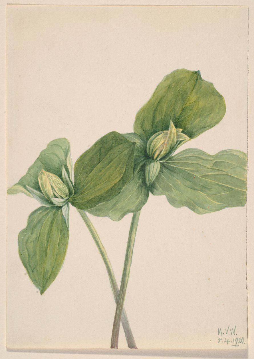 Trillium oruga (Trillium sessile) de Mary Vaux Walcott