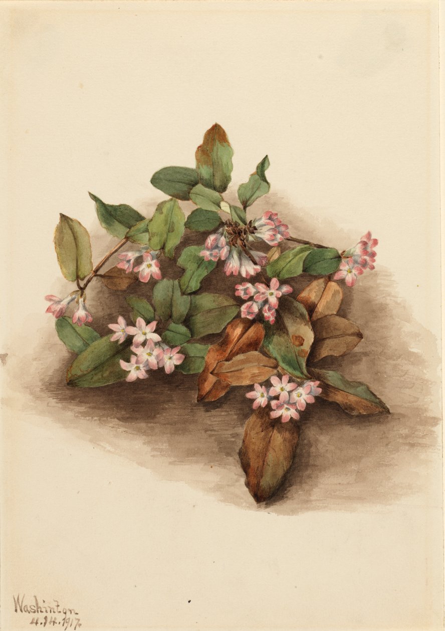 Arbutus rastrero Epigaea repens, 1917 de Mary Vaux Walcott