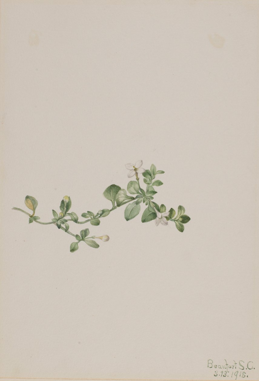 Houstonia trepadora (Houstonia procumbens) de Mary Vaux Walcott