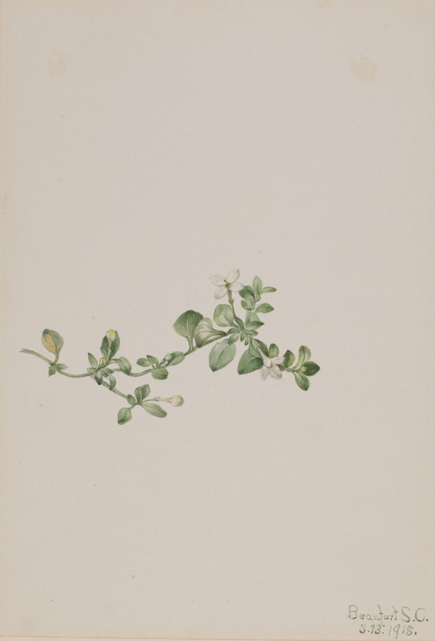 Houstonia rastrera Houstonia procumbens, 1918 de Mary Vaux Walcott