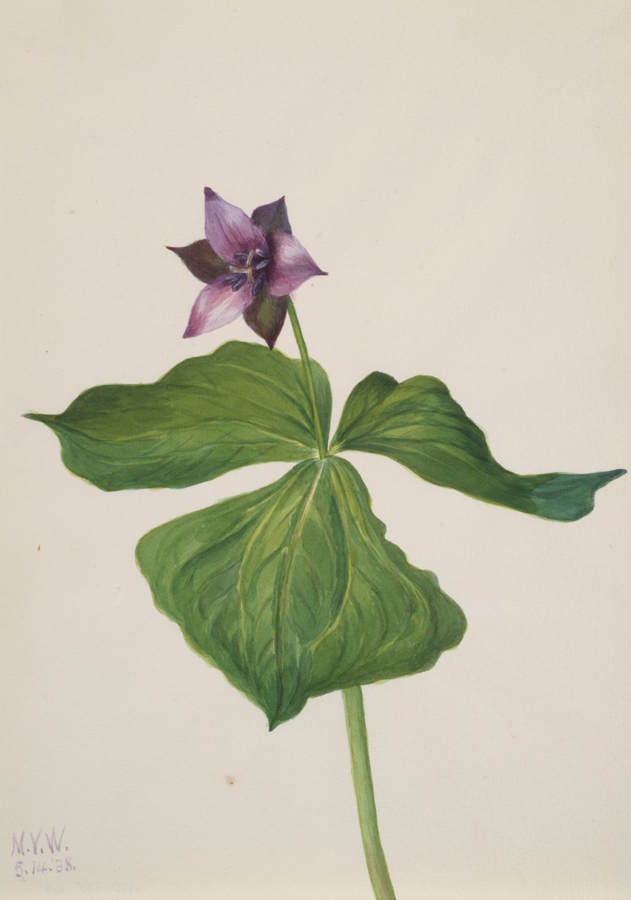 Trillium erectum, 1938 de Mary Vaux Walcott