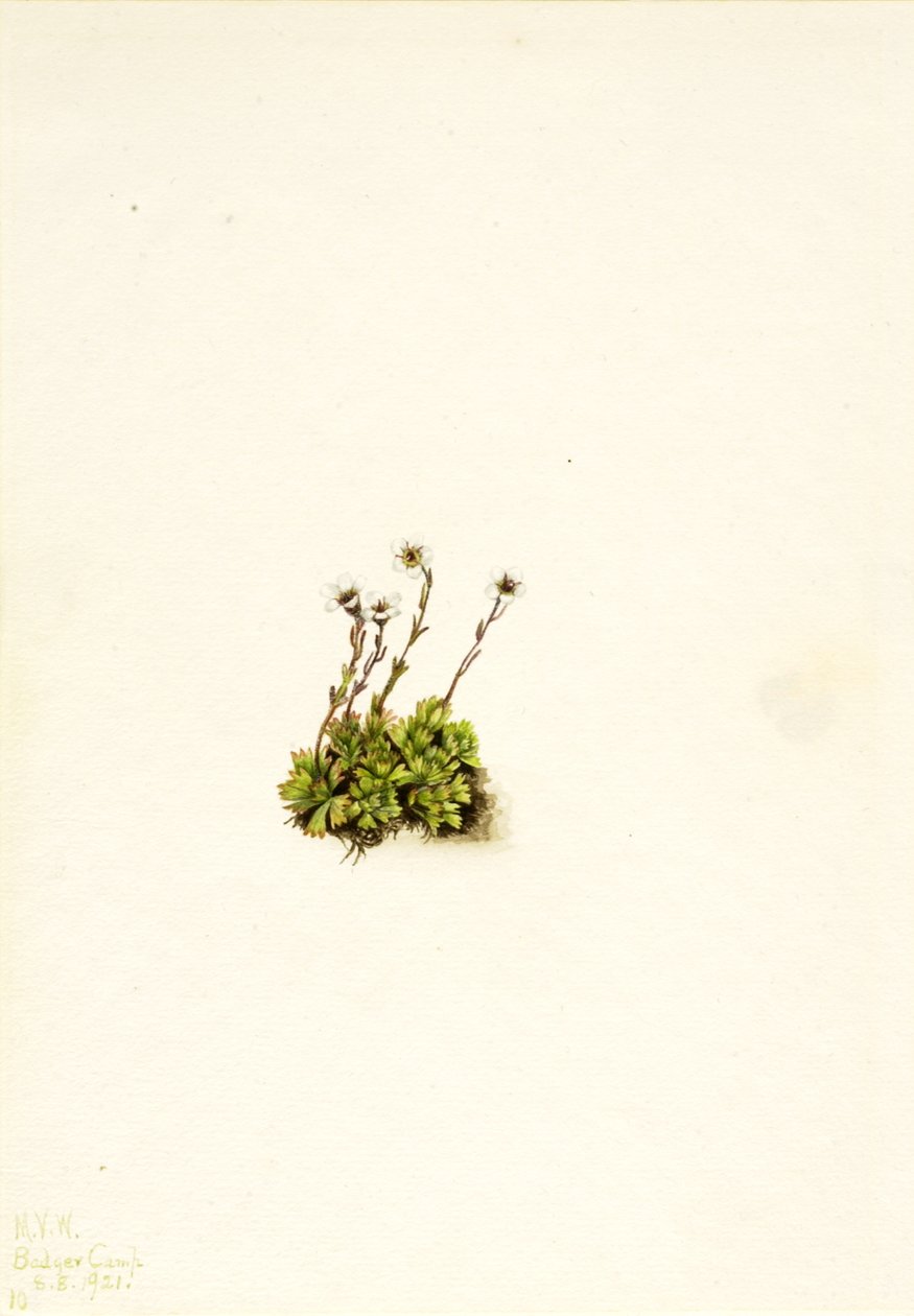 Saxifraga cespitosa, 1921 de Mary Vaux Walcott
