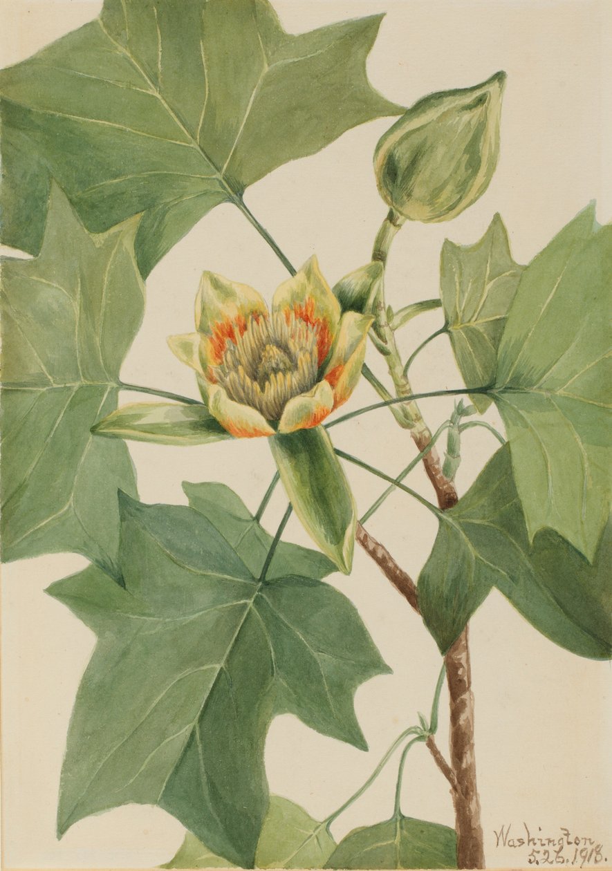 Tulipán (Liriodendron tulipifera) de Mary Vaux Walcott