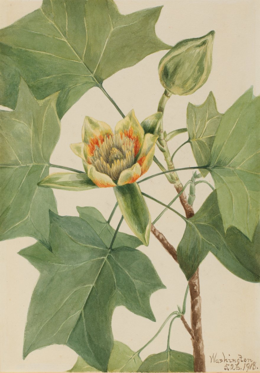 Árbol de Tulipán Liriodendron tulipifera, 1918 de Mary Vaux Walcott