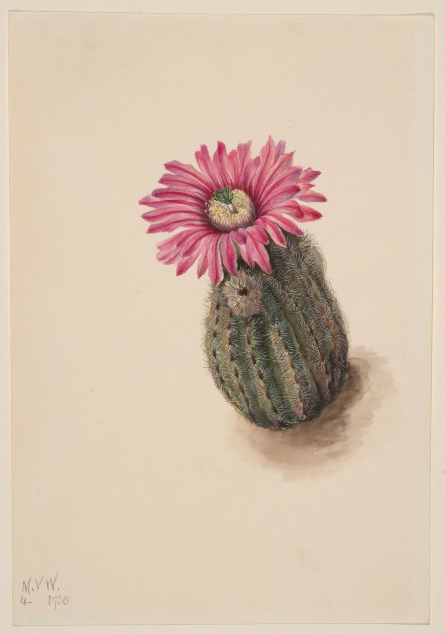 Cactus cabeza de pavo (Echinocerus perbellus) de Mary Vaux Walcott