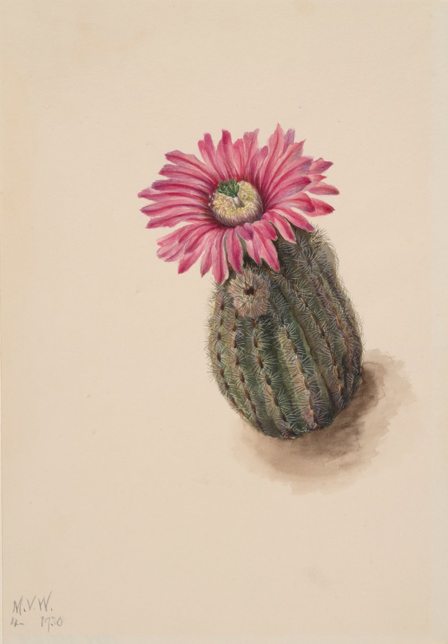 Cactus cabeza de pavo Echinocerus perbellus, 1930 de Mary Vaux Walcott