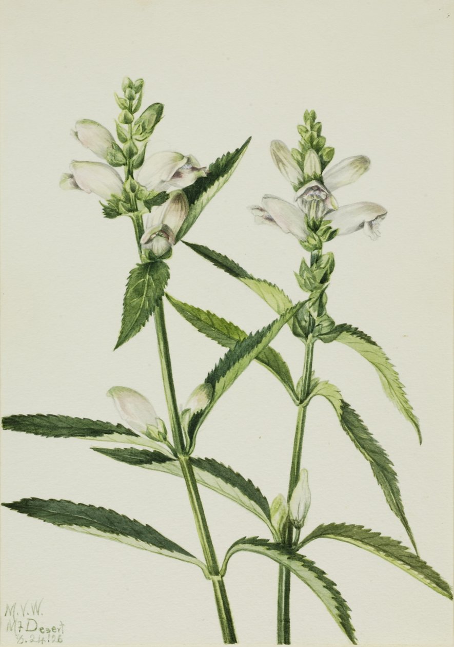 Cabeza de tortuga (Chelone glabra) de Mary Vaux Walcott