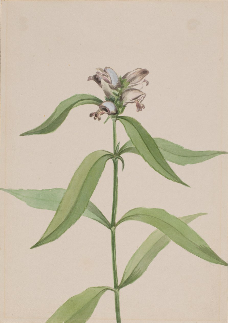 Cabeza de tortuga (Chelone glabra) de Mary Vaux Walcott