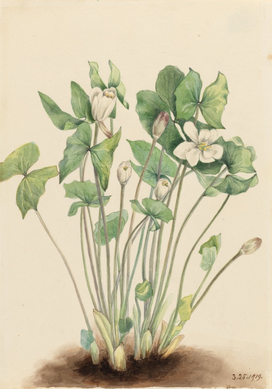 Hoja gemela (Jeffersonia diphylla) de Mary Vaux Walcott