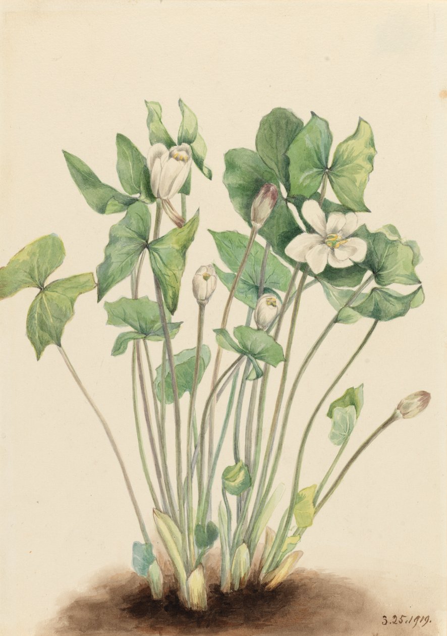 Hoja gemela Jeffersonia diphylla de Mary Vaux Walcott