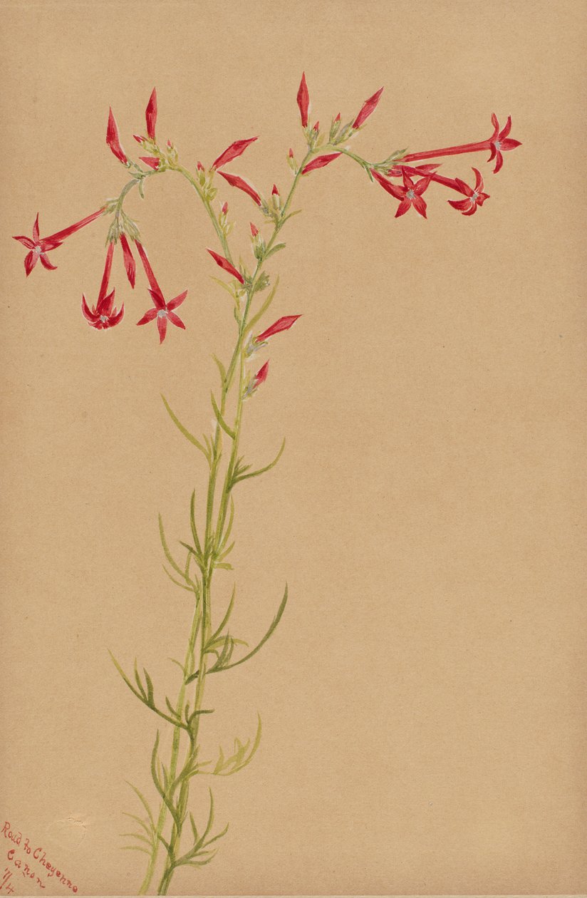 Sin título--Estudio de flores de Mary Vaux Walcott