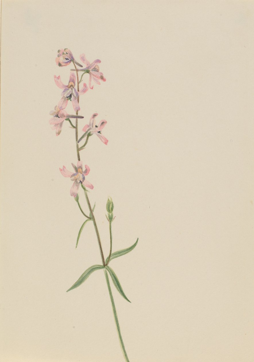 Sin título--Estudio de flores de Mary Vaux Walcott