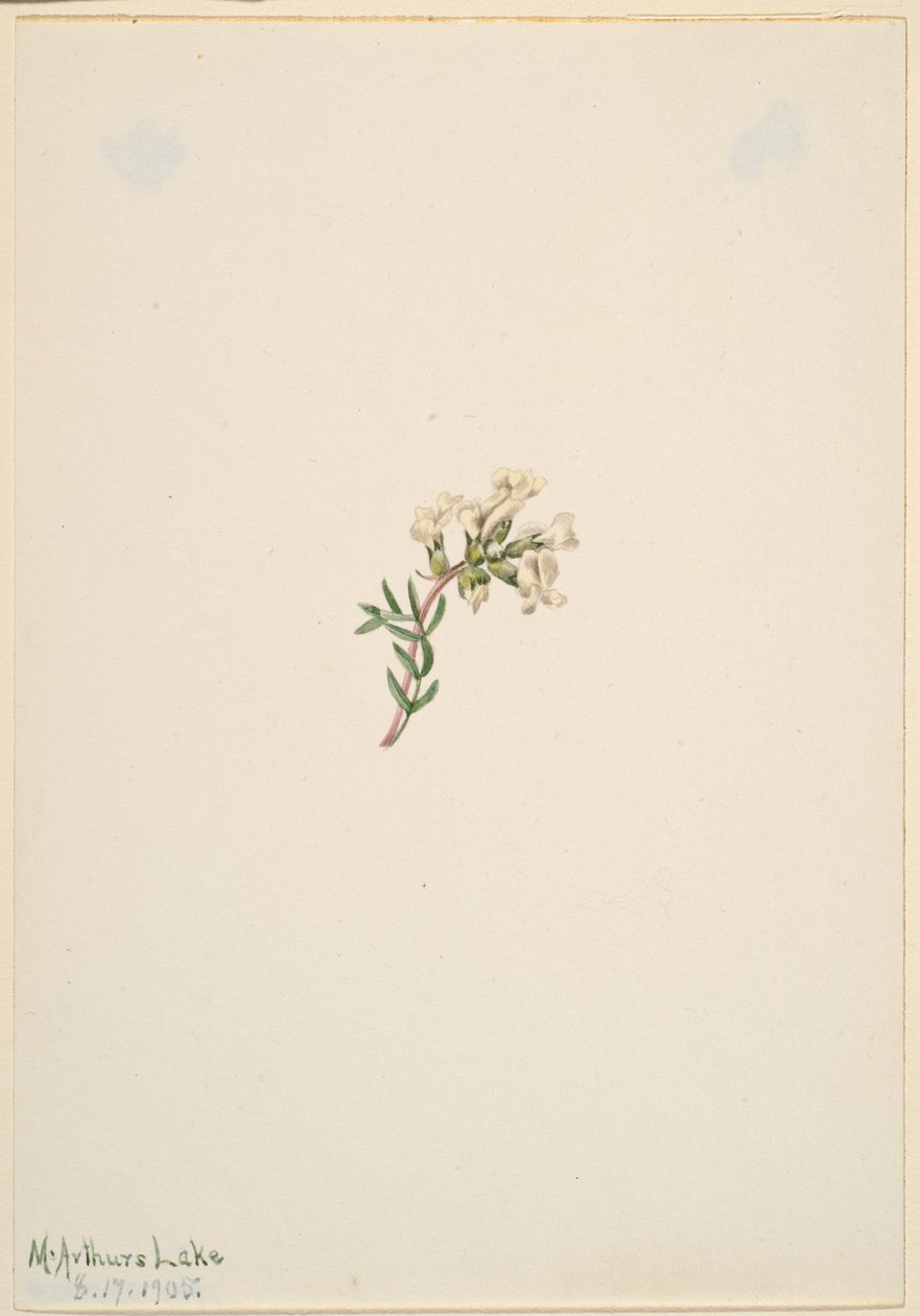 Sin título--Estudio de flores de Mary Vaux Walcott