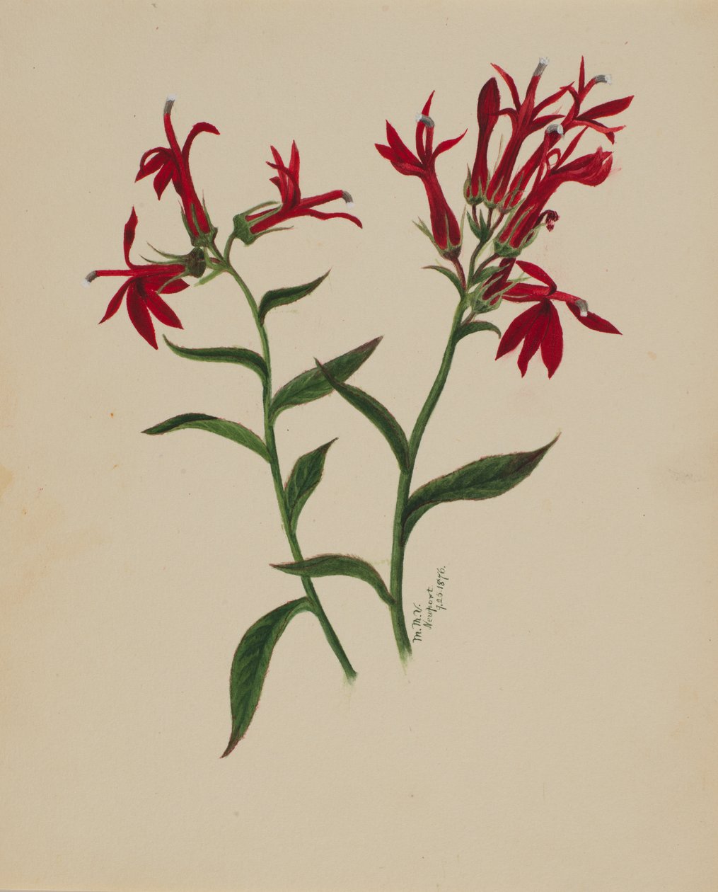 Sin título--Estudio de flores, 1876 de Mary Vaux Walcott