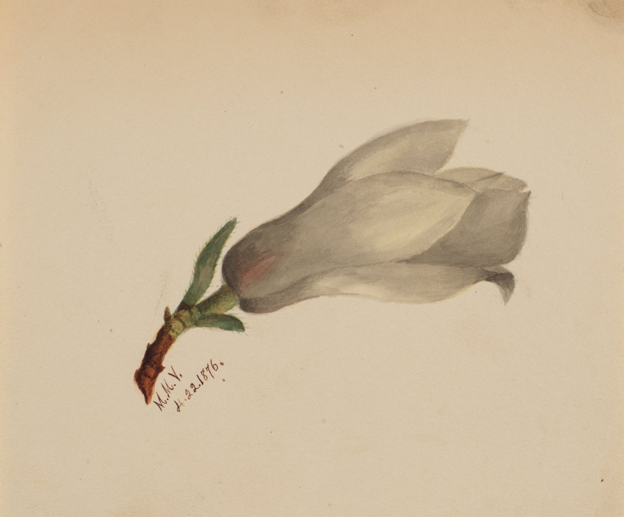 Sin título - Estudio de flores de Mary Vaux Walcott