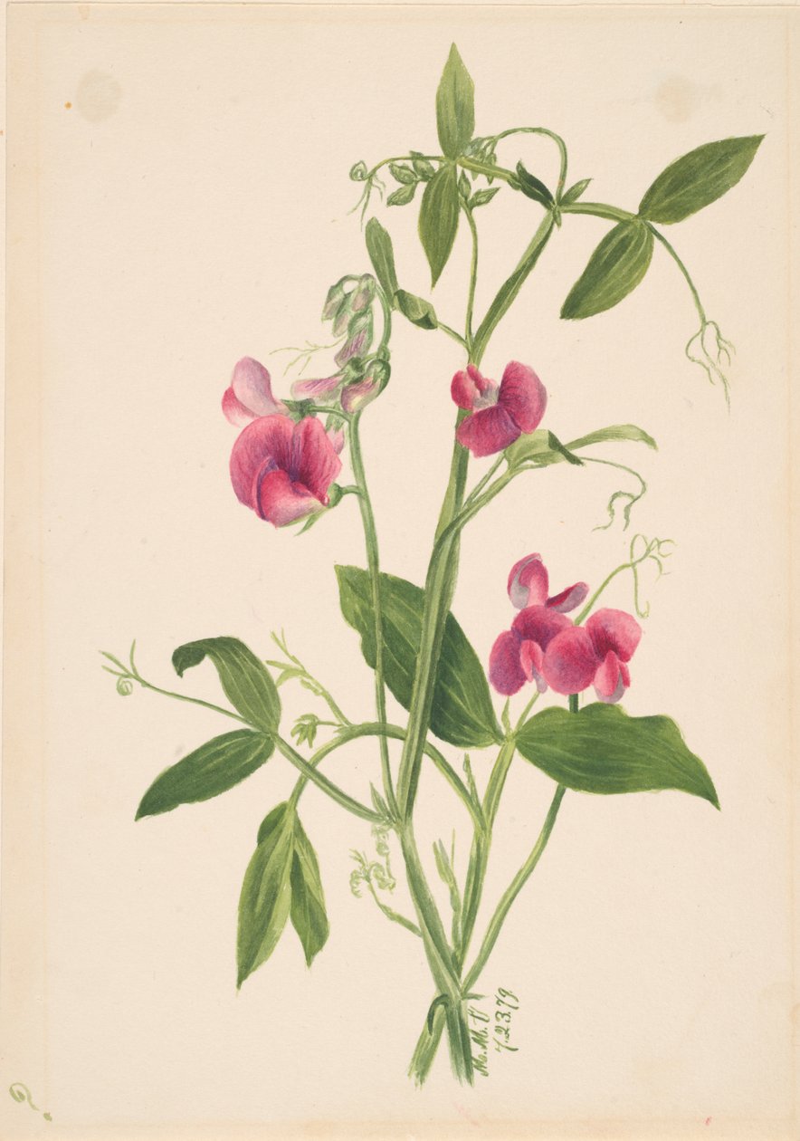 Sin título - Estudio de flores, 1879 de Mary Vaux Walcott