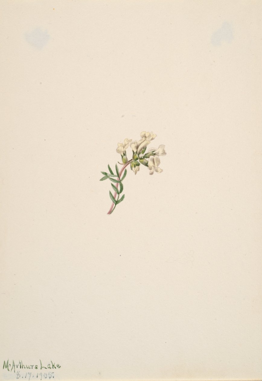 Sin título - Estudio de flores, 1905 de Mary Vaux Walcott