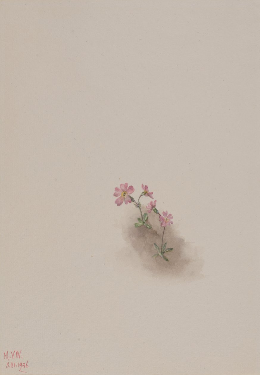 Sin título - Estudio de flores de Mary Vaux Walcott