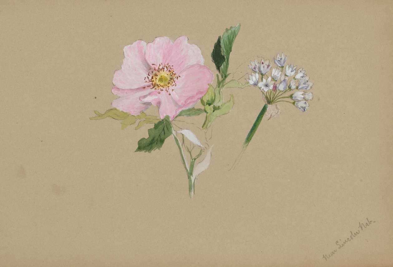 Sin título - Estudio de flores, ca. 1876-1878 de Mary Vaux Walcott