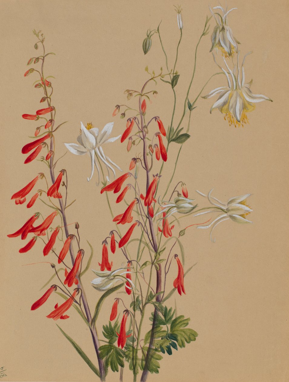 Sin título--Estudio de flores, ca. 1883-1900 de Mary Vaux Walcott