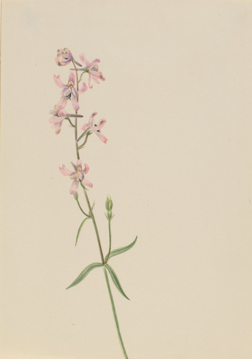 Sin título - Estudio de flores, ca. 1900-1930 de Mary Vaux Walcott