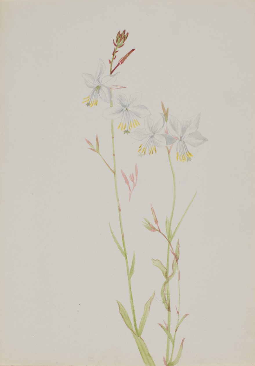 Sin título - Estudio de flores de Mary Vaux Walcott