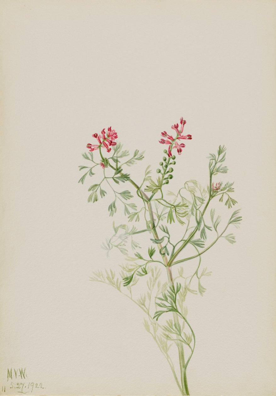 Sin título--Estudio de plantas de Mary Vaux Walcott