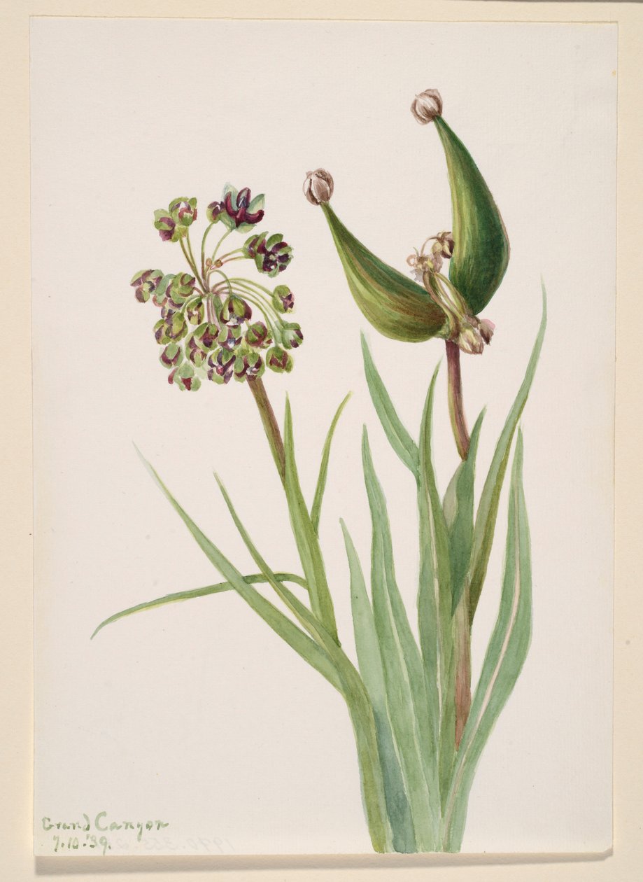Sin título--Estudio de plantas de Mary Vaux Walcott