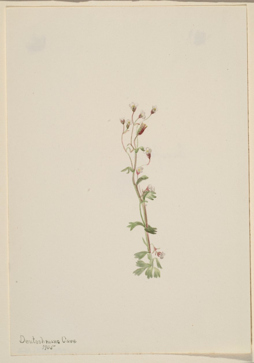 Sin título--Estudio de plantas de Mary Vaux Walcott