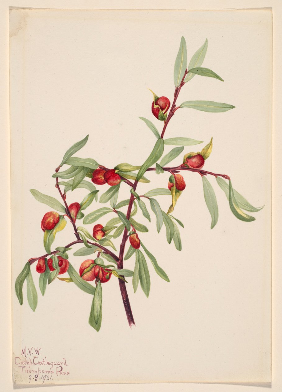 Sin título--Estudio de plantas de Mary Vaux Walcott