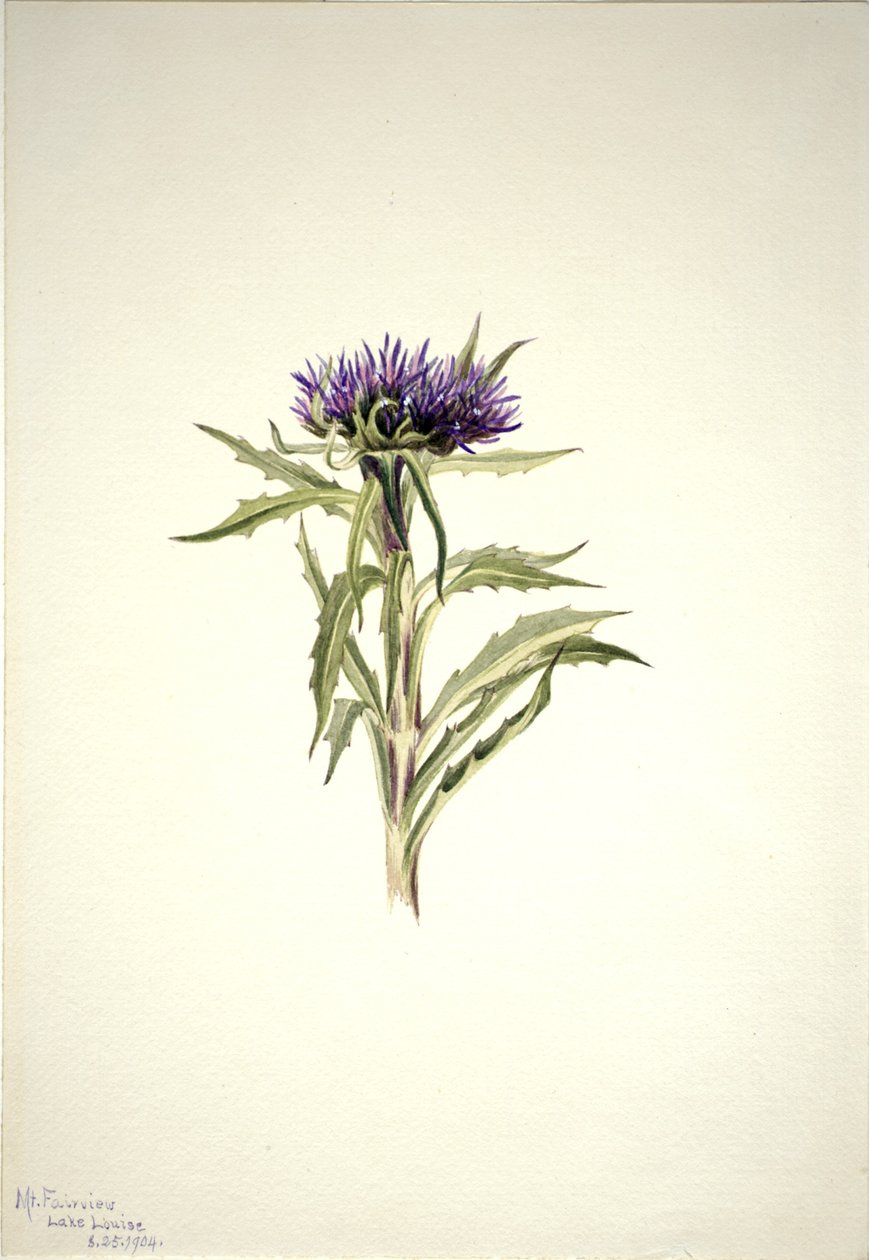 Sin título--Estudio de plantas de Mary Vaux Walcott