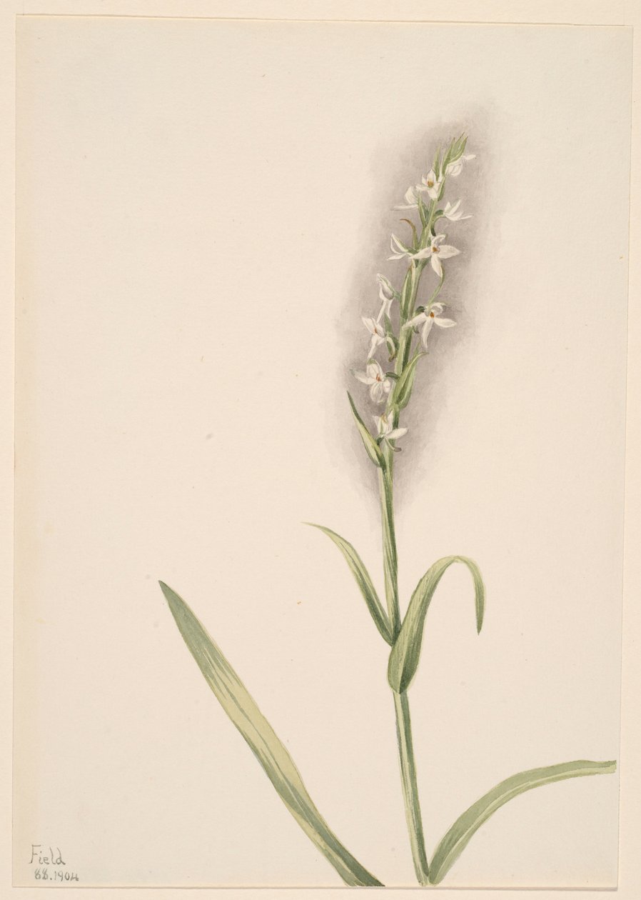 Sin título--Estudio de plantas de Mary Vaux Walcott