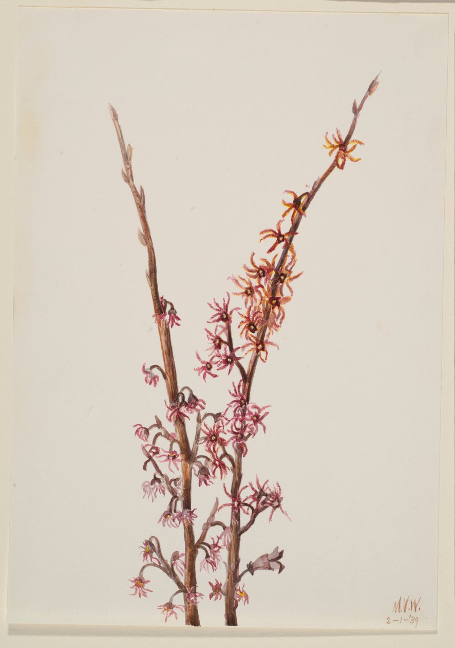 Sin título--Estudio de plantas de Mary Vaux Walcott
