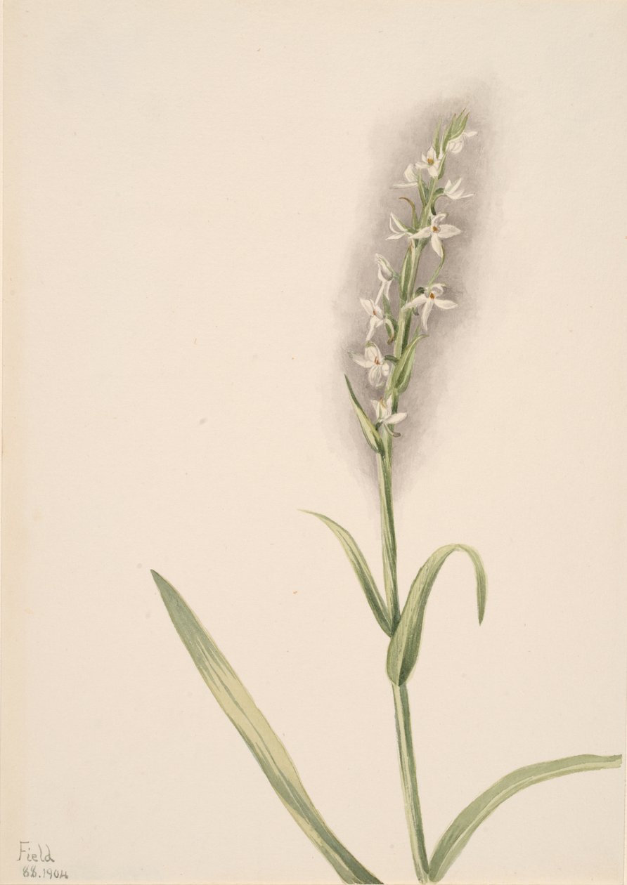 Sin título - Estudio de plantas de Mary Vaux Walcott