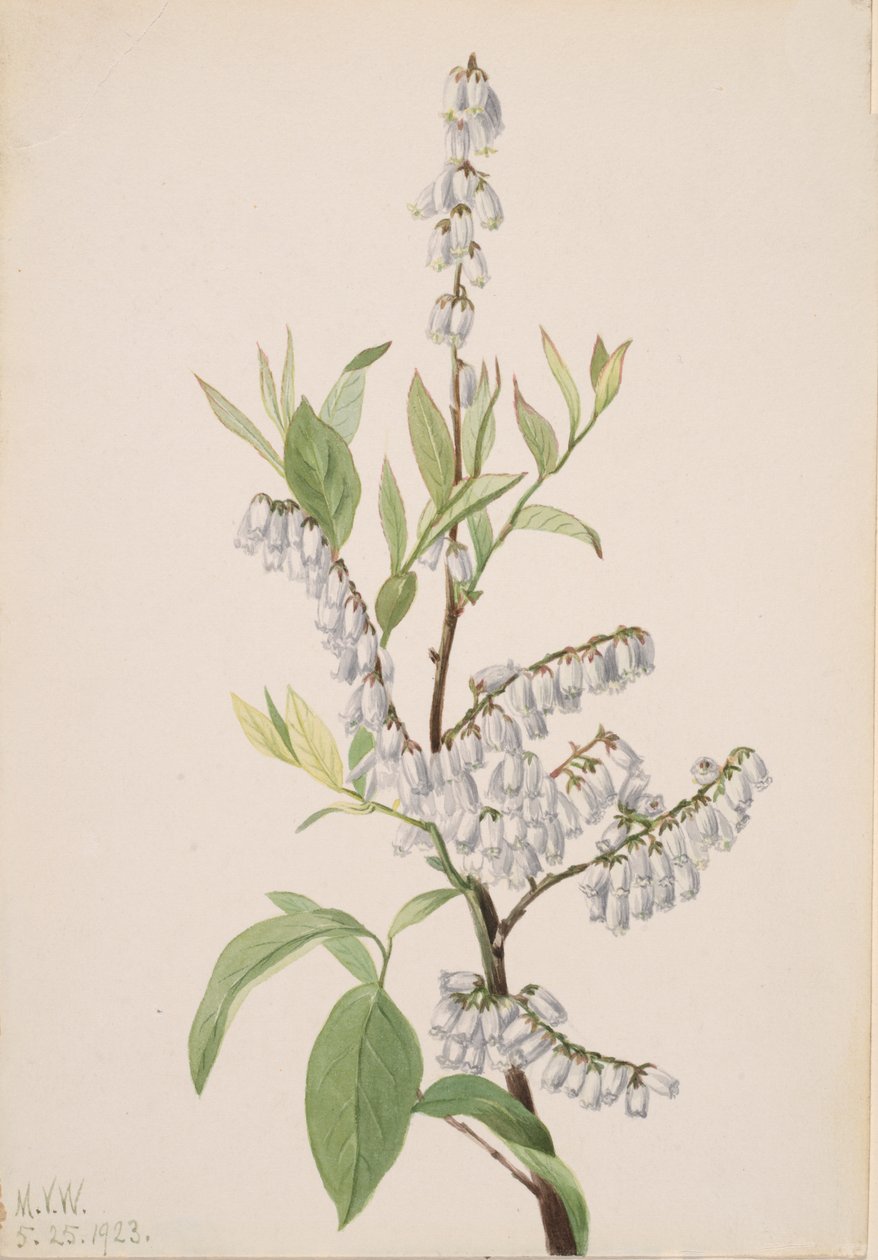 Sin título - Estudio de plantas, 1923 de Mary Vaux Walcott