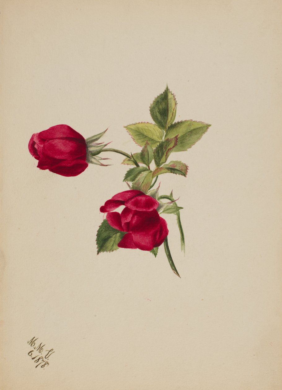 Sin título--Rosa, 1878 de Mary Vaux Walcott