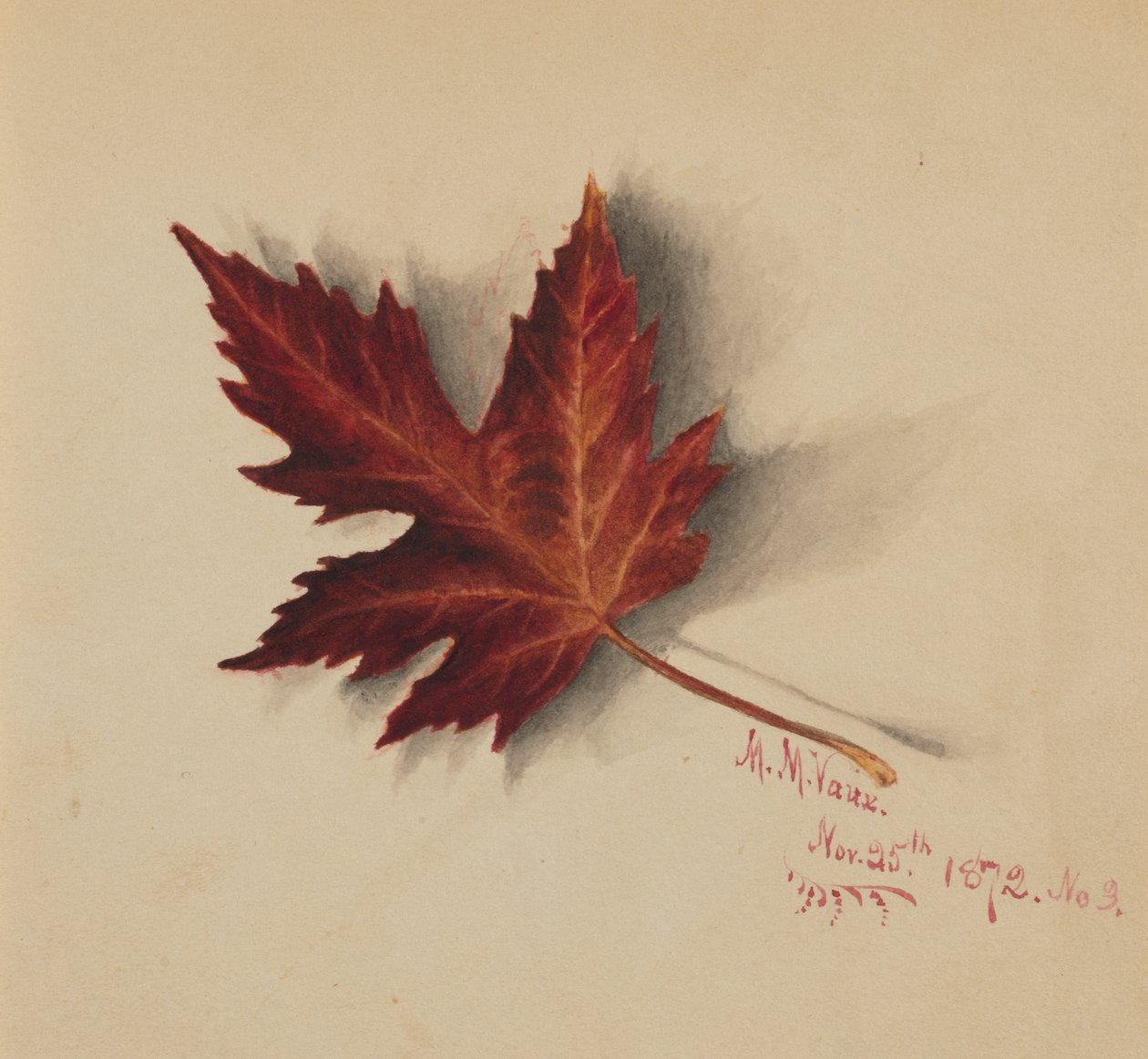 Sin título (Hoja de otoño) de Mary Vaux Walcott