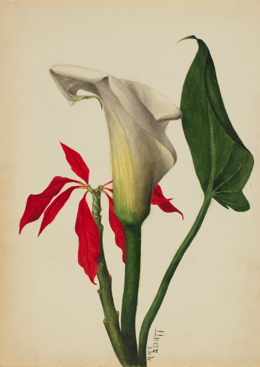 Sin título (Calla Lily) de Mary Vaux Walcott