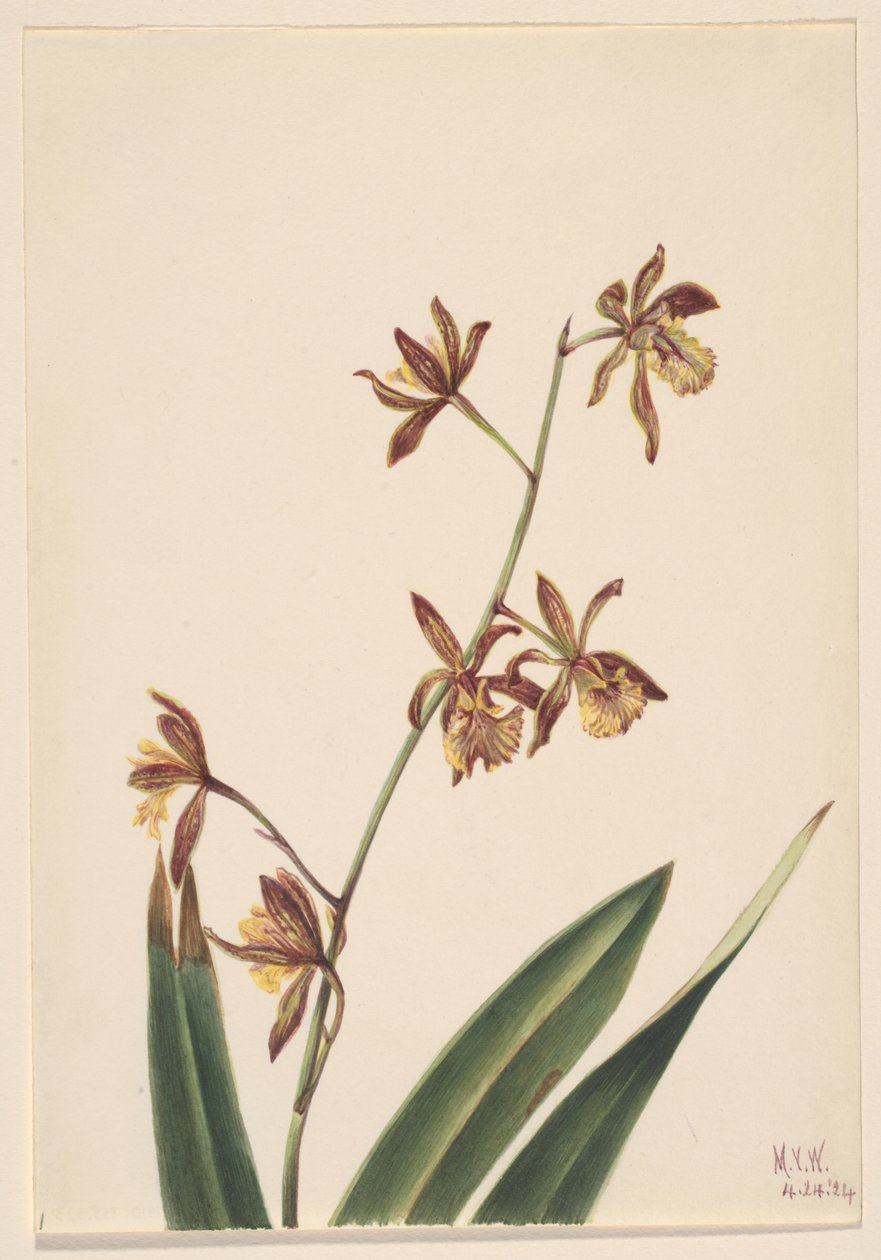 Sin título (Estudio de flores) de Mary Vaux Walcott
